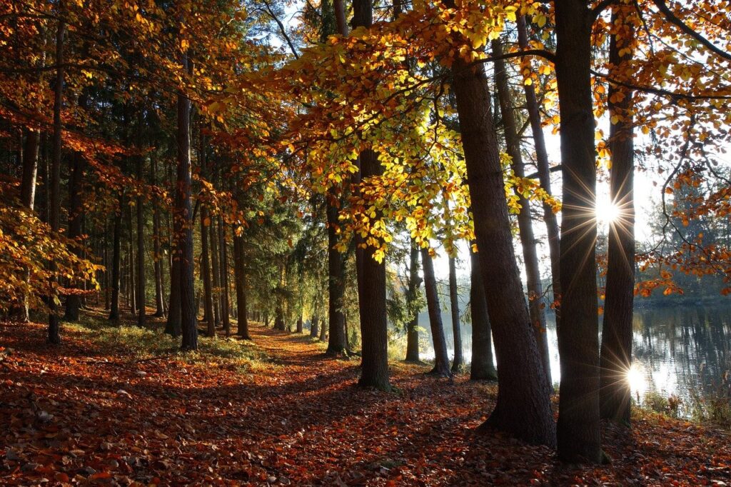 Pourquoi vivre près des arbres améliore la santé mentale ?
