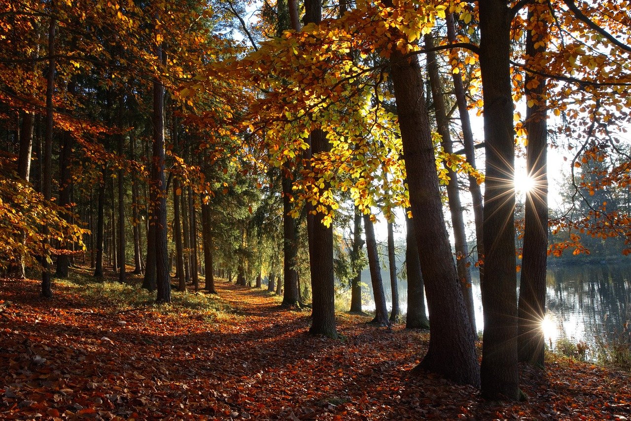 Pourquoi vivre près des arbres améliore la santé mentale ?