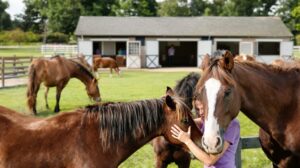 3 conseils pour trouver la bonne pension adaptée à votre cheval