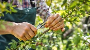 L'élagage des arbres : un entretien essentiel pour la santé et la sécurité de votre végétation